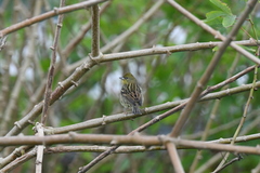 Emberiza sulphurata