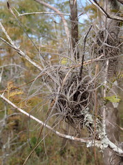 Tillandsia recurvata image