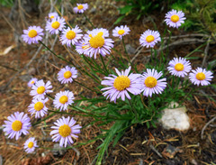 Erigeron ursinus
