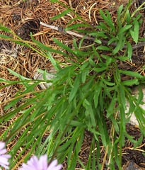 Erigeron ursinus