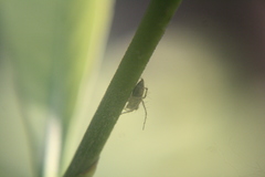 Oxyopes