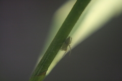 Oxyopes