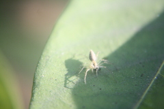 Oxyopes