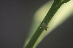 Oxyopes