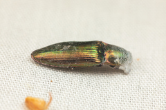 Nitidolimonius resplendens