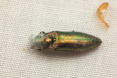 Nitidolimonius resplendens