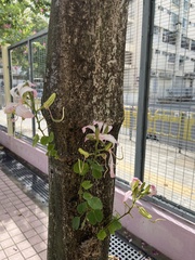 Bauhinia purpurea