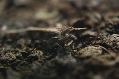Oxyopes