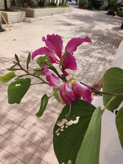 Bauhinia
