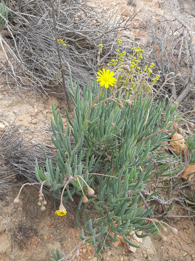 Crassothonna cacalioides