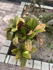 Codiaeum variegatum