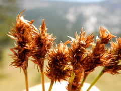 Carex subfusca