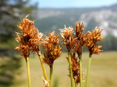 Carex subfusca