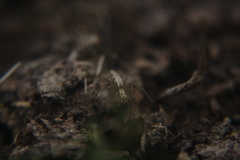 Oxyopes