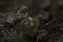 Oxyopes
