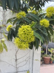 Xanthostemon