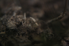 Oxyopes