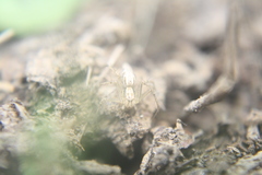Oxyopes