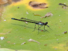 Austrocnemis maccullochi