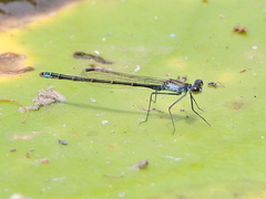 Austrocnemis maccullochi