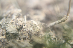 Oxyopes
