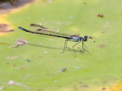Austrocnemis maccullochi