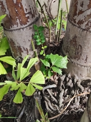Caryota