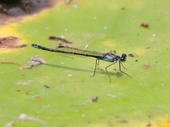 Austrocnemis maccullochi