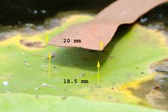 Austrocnemis maccullochi