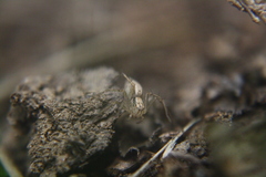 Oxyopes