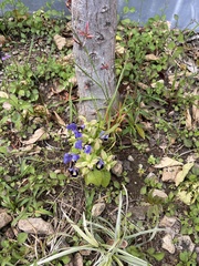 Torenia fournieri