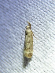 Dichomeris inversella