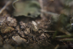 Oxyopes