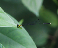 Coeliccia chromothorax