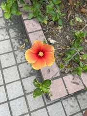 Hibiscus rosa-sinensis