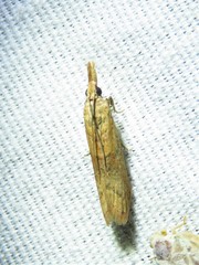 Macrorrhinia endonephele