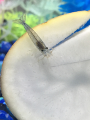 Caridina multidentata