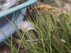 Asteraceae