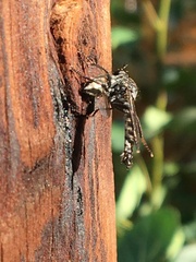 Rhadiurgus variabilis