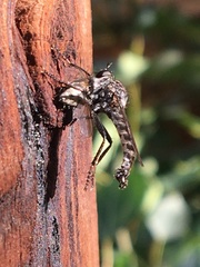 Rhadiurgus variabilis