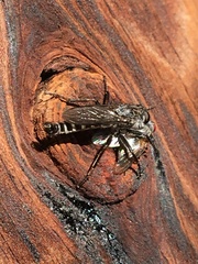 Rhadiurgus variabilis