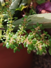 Pilea microphylla