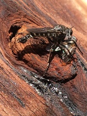 Rhadiurgus variabilis