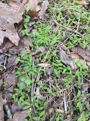 Microstegium vimineum