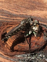 Rhadiurgus variabilis