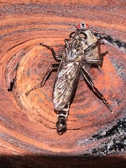 Rhadiurgus variabilis