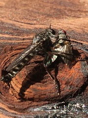 Rhadiurgus variabilis