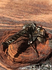 Rhadiurgus variabilis