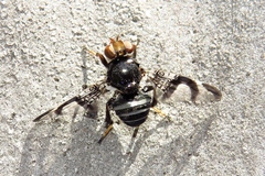 Lenophila dentipes