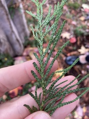 Thuja plicata